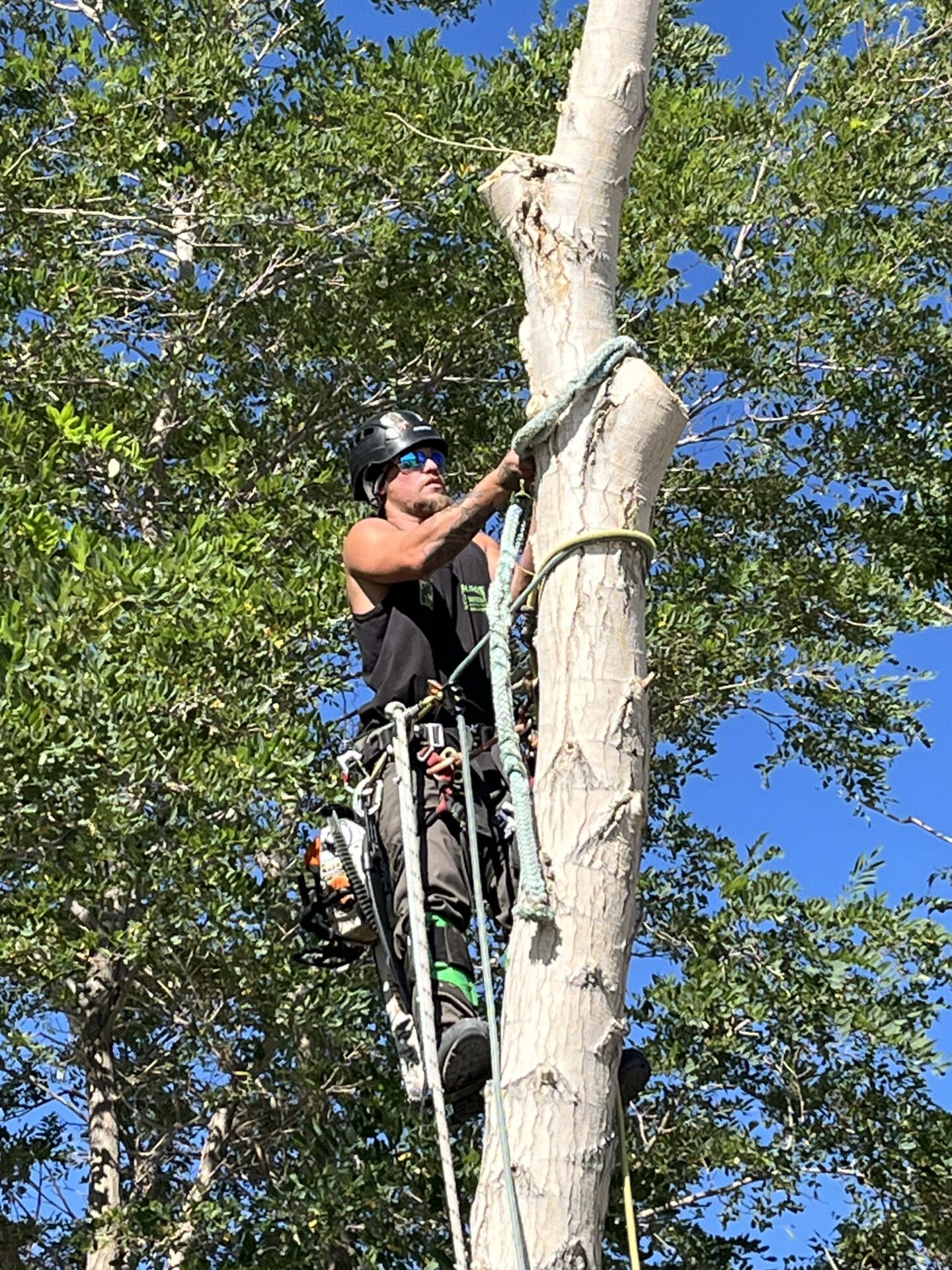 IMG_1175 Tree Removal Service